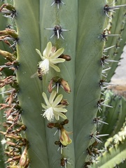 Myrtillocactus
