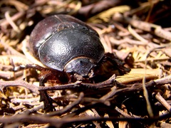 Heterogomphus dilaticollis