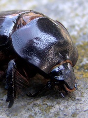 Heterogomphus dilaticollis