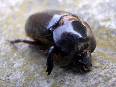 Heterogomphus dilaticollis