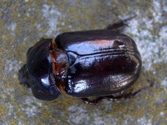 Heterogomphus dilaticollis