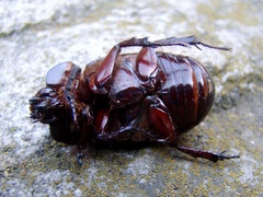 Heterogomphus dilaticollis