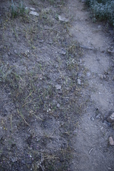 Hesperantha bachmannii