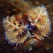 Ornate Christmas Tree Worm - Photo (c) axelvasquez20, some rights reserved (CC BY-NC), uploaded by axelvasquez20