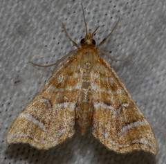 Musotima ochropteralis