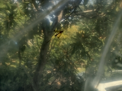 Ichneumonoidea
