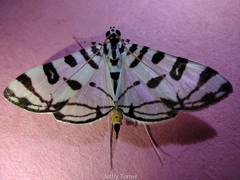 Conchylodes platinalis