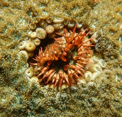 Bunodosoma californica