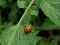 Henosepilachna