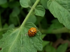 Henosepilachna