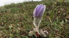 Pulsatilla