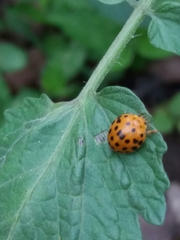 Henosepilachna