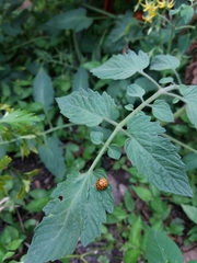 Henosepilachna