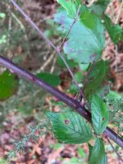 Rubus cymosus