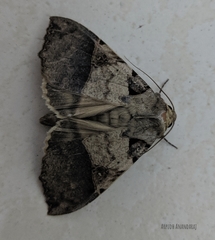 Serrodes