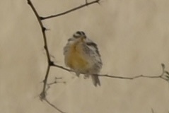 Sturnella magna lilianae