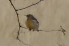 Sturnella magna lilianae