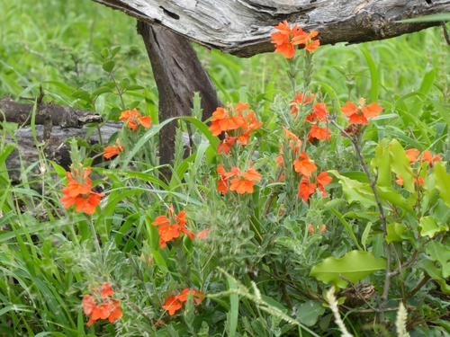Image of Crossandra mucronata by (c) Manuel R Popp, some rights reserved (CC BY)