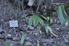 Massonia bifolia