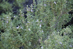 Salvia dentata