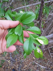 Schaefferia frutescens