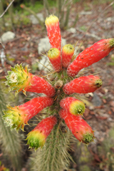 Cleistocactus smaragdiflorus