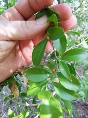 Schaefferia frutescens