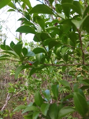 Schaefferia frutescens