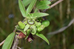 Passiflora suberosa