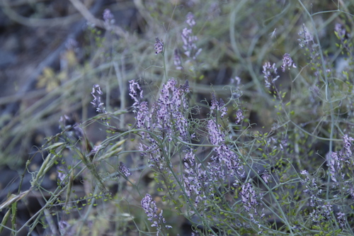 Threerib Fumaria (Cysticapnos lichtensteinii)