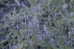 Trigonocapnos lichtensteinii