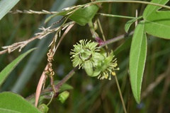Passiflora suberosa