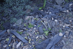Pelargonium articulatum