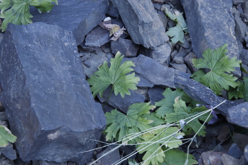 Image of Pelargonium articulatum by (c) Tony Rebelo, some rights reserved (CC BY-SA)