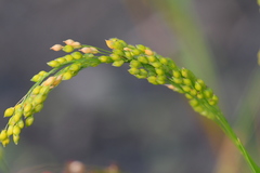 Panicum miliaceum miliaceum