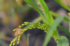 Panicum miliaceum miliaceum