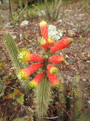 Cleistocactus smaragdiflorus
