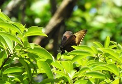 Heraclides astyalus
