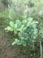 Rhoicissus tridentata