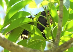 Heraclides astyalus