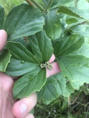 Rhoicissus tridentata