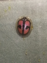 Chiridopsis boutareli