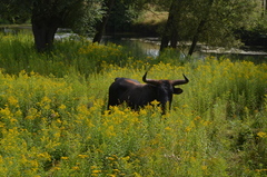 Bos taurus