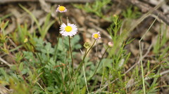 Brachyscome stuartii