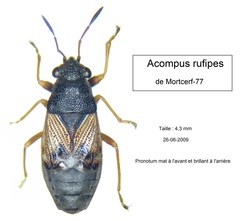 Acompus rufipes
