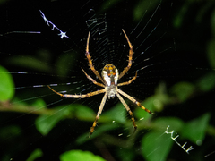 Argiope perforata