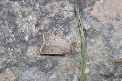 Caradrina aspersa