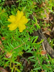 Hibbertia marginata