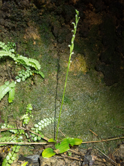 Peristylus
