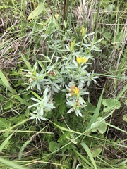 Lasiosiphon splendens